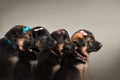 German shepherd puppies profile photo four babies on a light background
