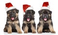 German shepherd puppies in red Santa hat Royalty Free Stock Photo