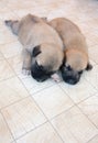 German Shepherd puppies sleeping on the tile