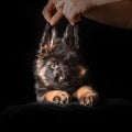 German shepherd puppies studio portrait on black Royalty Free Stock Photo