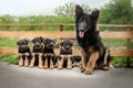 German shepherd puppies with their mother cute family photo of dogs