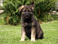 German shepherd puppy Royalty Free Stock Photo