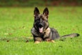 German shepherd puppy Royalty Free Stock Photo