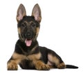 German shepherd puppy, 3 months, lying Royalty Free Stock Photo