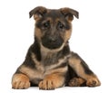 German Shepherd puppy, 3 months old, lying Royalty Free Stock Photo