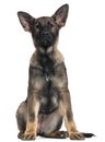 German Shepherd puppy, 3 months old, sitting Royalty Free Stock Photo