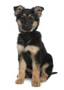 German Shepherd puppy, 3 months old, sitting Royalty Free Stock Photo