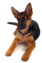 German shepherd puppy Royalty Free Stock Photo