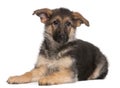 German Shepherd puppy, 4 months old, lying Royalty Free Stock Photo