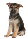 German Shepherd puppy, 4 months old, sitting Royalty Free Stock Photo