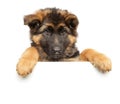 German Shepherd puppy above banner, isolated Royalty Free Stock Photo