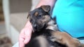 German shepherd puppy in the arms of the owner. puppy German Shepherd Royalty Free Stock Photo