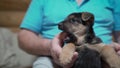 German shepherd puppy in the arms of the owner. puppy German Shepherd Royalty Free Stock Photo