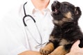 German Shepherd puppy barks on the hands of a veterinarian Royalty Free Stock Photo