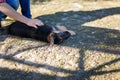 German shepherd puppy being examined or petted by his owner outdoors. Little sheepdog lying on the ground. Love and care of domest