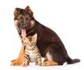 German shepherd puppy and bengal kitten looking at camera. isolated Royalty Free Stock Photo