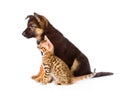 German shepherd puppy and bengal kitten with red hat. isolated Royalty Free Stock Photo