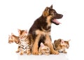 German shepherd puppy and bengal kittens looking away. isolated Royalty Free Stock Photo