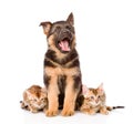 German shepherd puppy and bengal kittens looking at camera. isolated Royalty Free Stock Photo