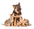 German shepherd puppy and bengal kittens together. isolated Royalty Free Stock Photo