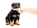 German Shepherd puppy biting the finger of a man Royalty Free Stock Photo