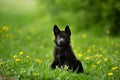 German shepherd puppy of black colour. Royalty Free Stock Photo