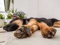 German shepherd puppy Royalty Free Stock Photo