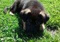 German shepherd sad puppy 2 months waiting on the grass Royalty Free Stock Photo