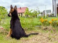 German Shepherd puppy charging Royalty Free Stock Photo