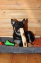 German Shepherd puppy Royalty Free Stock Photo