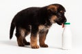 german shepherd puppy chewing the plastic bottle of yogurt