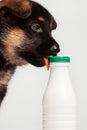 german shepherd puppy chewing the plastic bottle of yogurt