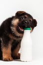 german shepherd puppy chewing the plastic bottle of yogurt