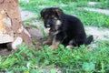 German shepherd puppy Royalty Free Stock Photo