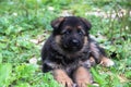 German shepherd puppy Royalty Free Stock Photo