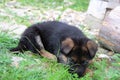 German shepherd puppy Royalty Free Stock Photo