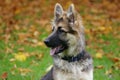 German shepherd puppy dog Royalty Free Stock Photo