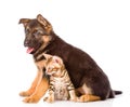 German Shepherd Puppy Dog And Bengal Cat Sitting Together. Isolated