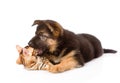 German shepherd puppy dog biting bengal cat. isolated on white Royalty Free Stock Photo