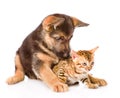 German shepherd puppy dog embracing kitty. Isolated on white Royalty Free Stock Photo