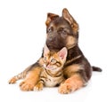 German Shepherd Puppy Dog Embracing Little Bengal Cat. Isolated