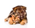 German shepherd puppy dog embracing little bengal cat. isolated Royalty Free Stock Photo