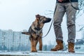 German shepherd puppy with owner Royalty Free Stock Photo