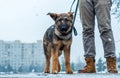 German shepherd puppy with owner Royalty Free Stock Photo