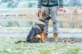 German shepherd puppy with owner Royalty Free Stock Photo