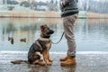 German shepherd puppy with owner at winter Royalty Free Stock Photo