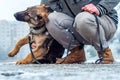 German shepherd puppy with owner at winter Royalty Free Stock Photo