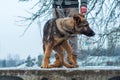 German shepherd puppy with owner at winter Royalty Free Stock Photo