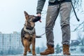 German shepherd puppy with owner at winter Royalty Free Stock Photo