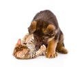 German shepherd puppy dog playing with little bengal cat. isolated